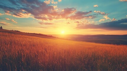 Obraz premium Golden field with sunset and cloudy sky.
