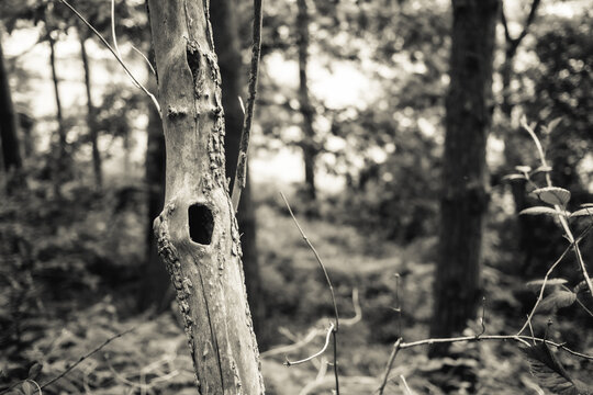 Spooky tree with hollow in dark forest, haunted woods, shadowy forest. perfect for horror themes, halloween projects or thriller 