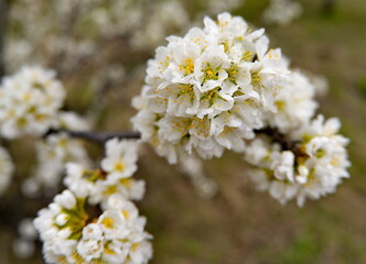 Russia, the South of Western Siberia. A lonely plum tree in white spring bloom on a warm May day.