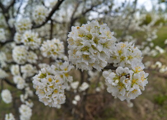 Russia, the South of Western Siberia. A lonely plum tree in white spring bloom on a warm May day.