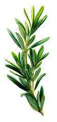 Obraz premium Close-up of a sprig of rosemary. Vibrant green leaves radiate from a central stem, creating a bushy form. The leaves are needle-like and slightly overlapping