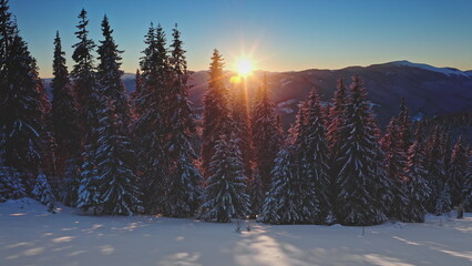 Majestic aerial drone view of sunset snowy mountain forest with tall pine trees covered with fresh snow illuminated by setting sun in winter Carpathian mountains. Winter wild nature travel background