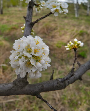 Fototapeta Russia, the South of Western Siberia. A lonely plum tree in white spring bloom on a warm May day.