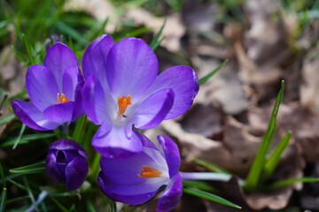 vibrant purple autumn crocus flowers in park. colourful seasonal flowers in bloom