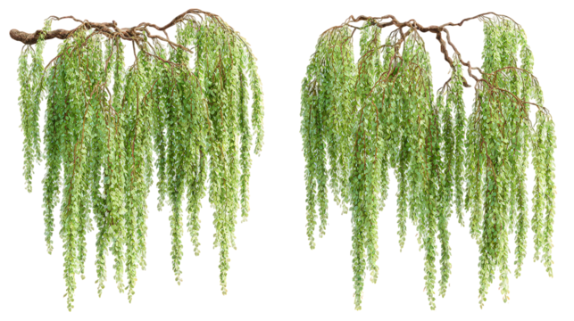 Pair of Lush Green Hanging Plants with Drooping Leaves on Branches