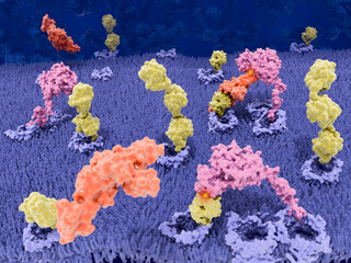 Ubiquitination triggers mitophagy of damaged mitochondria. PTEN-induced kinase 1 (PINK1) phosphorylates ubiquitin on the outer mitochondrial membrane.