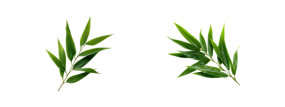 Bamboo leaf isolated on transparent background, PNG format, cut out