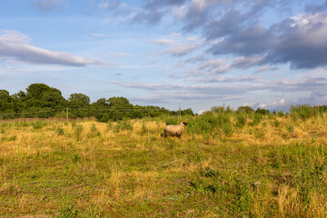 Obraz premium Sheep standing alone in grassy overgrown field under partly cloudy sky. Rural summer landscape.