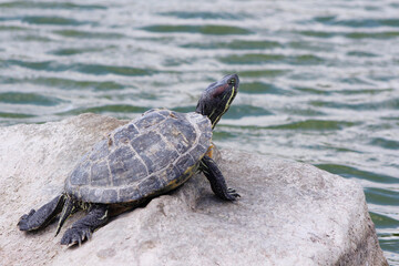 turtle on a rock on the shore

