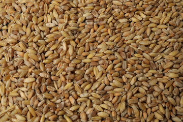 bitcoin gold, money on wheat background
