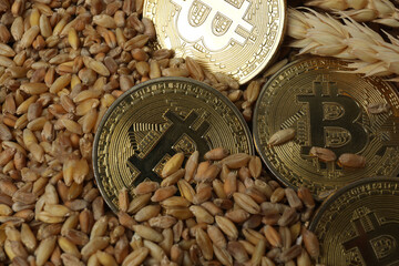bitcoin gold, money on wheat background

