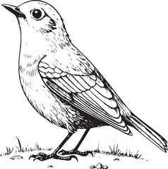 Fototapeta premium Detailed Sketch of a Bird Standing on Ground drawing