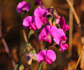 A fresh, wild Sweet Pea in flower. Perennial peavine - Lathyrus latifolius. Late summer - Autumn, Oeiras, Portugal. Shallow selective focus for effect. Also known as everlasting pea.