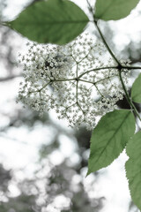 Tender nature scene: Fragile branch with soft light. Covering concept for nature blogs, wellness content. Muted color palette, pastel, transparent layers. Drifting leaves - drifting thoughts 