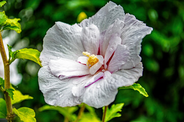 Zarte Hibiskus im Garten © Pawel Hordjewicz