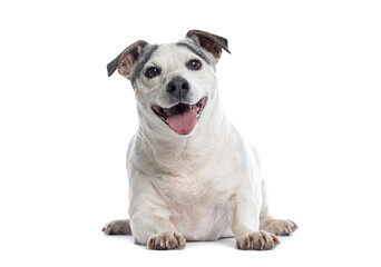Jack russell terrier lying down and panting on white background