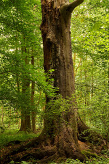 Naklejka premium Old Beech Veteran with Mossy Roots in a Natural German Forest, Fungal Decay Visible