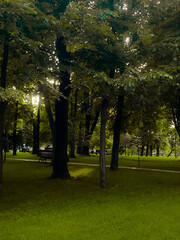 trees in the park