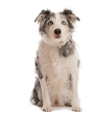 Border collie sitting and looking up with curious expression