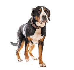 Greater swiss mountain dog walking and looking up on white background