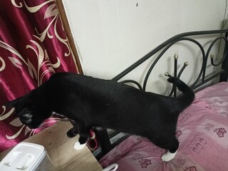 Black and White Cat Standing on Bed and Table Indoors