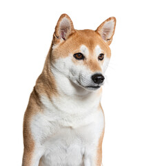 Shiba inu dog sitting and looking away on white background
