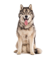 Greenland dog sitting and panting on white background