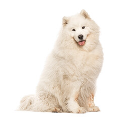 Adorable samoyed dog sitting and panting on white background
