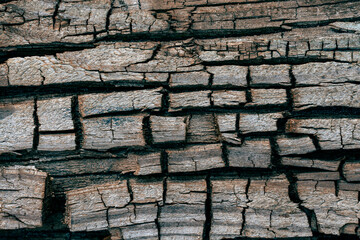 Old cracked pine wood texture or background, closeup. Wooden rough surface