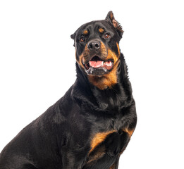 Obraz premium Rottweiler dog sitting and looking with attention, isolated on white background