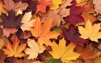 Vibrant autumn maple leaves in rich colors create a warm, inviting seasonal backdrop for design.