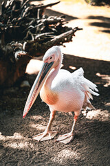 pelican in the park