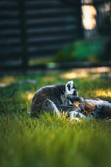 lemur on the grass © Yuliia