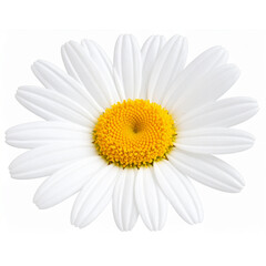  Transparent PNG available Daisy blossom isolated on white background By Soru Epotok 