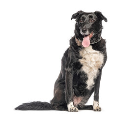 Obraz premium Crossbreed dog panting and sitting on white background