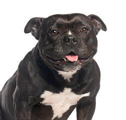 Happy black bulldog smiling on white background