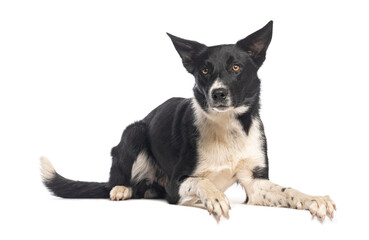 Border collie lying down and looking forward on white background
