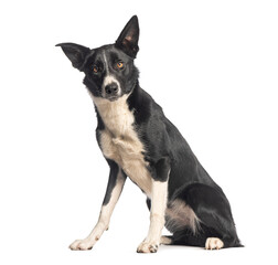 Border collie dog sitting and looking at camera on white background