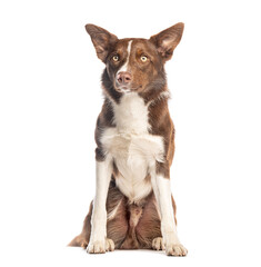 Border collie sitting and looking up with attention, isolated on white