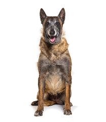 Belgian shepherd dog sitting and panting on white background