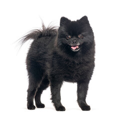 Obraz premium Fluffy black pomeranian dog standing happily