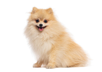 Obraz premium Happy pomeranian dog sitting and panting on white background
