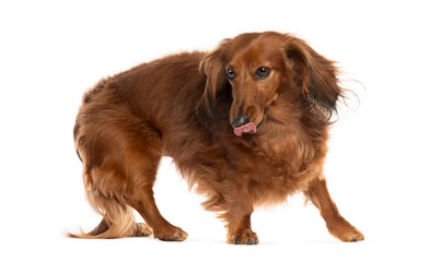 Brown dachshund with long fur licking its nose