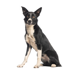Border collie sitting and looking at camera on white background