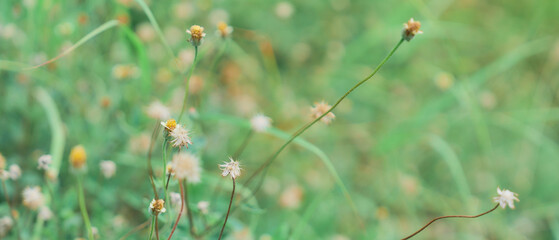 Flower field, meadow flowers in soft warm light. Autumn landscape blurry nature background.