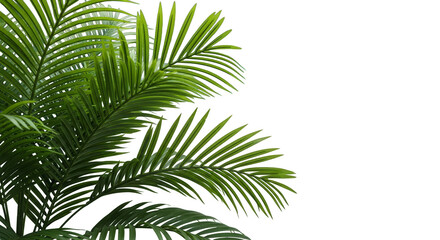 Naklejka premium Lush fronds against an ink backdrop