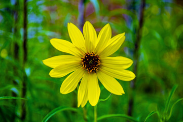 Wildblume mit leuchtend gelben Blütenblättern in einer grünen Wiese