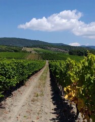Obraz premium A sun-drenched vineyard stretches across a hillside, showcasing rows of lush green grapevines and a path winding through the midst.