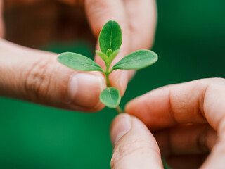 Human hands gently holding a small green seedling with fresh leaves. Symbol of eco-friendly lifestyle, sustainability, environmental protection, and hope for green future.