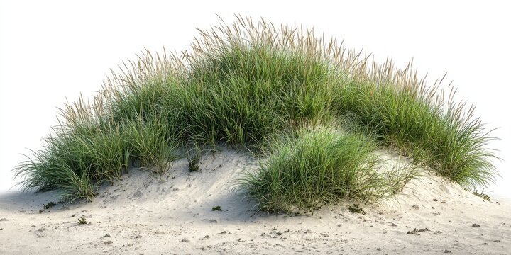 Lush dune grass atop a sandy slope